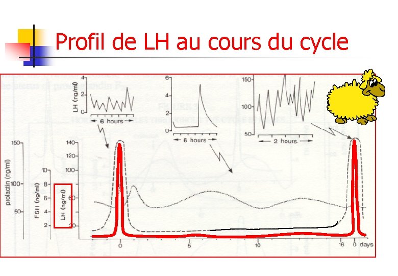 Profil de LH au cours du cycle 