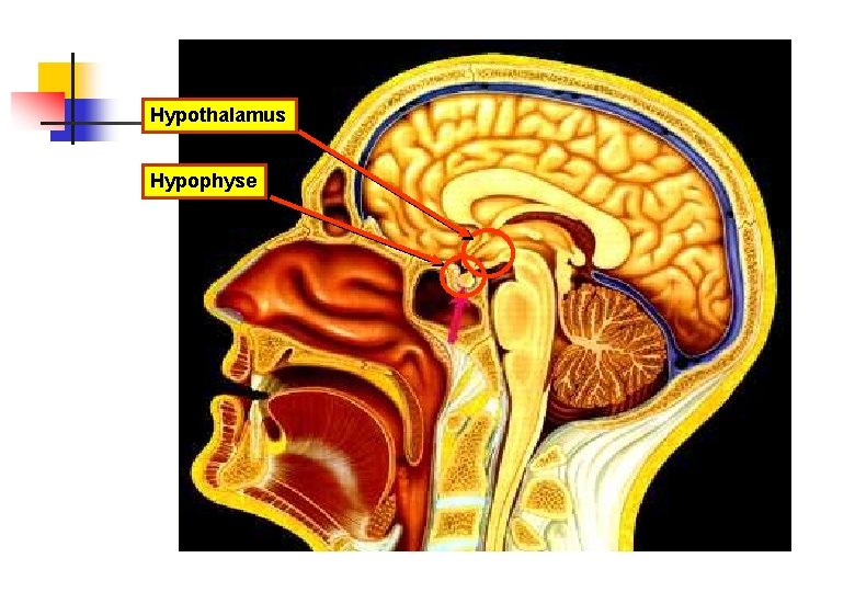 Hypothalamus Hypophyse 