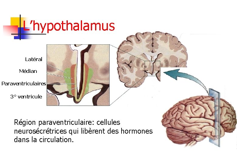L’hypothalamus Latéral Médian Paraventriculaires 3° ventricule Région paraventriculaire: cellules neurosécrétrices qui libèrent des hormones