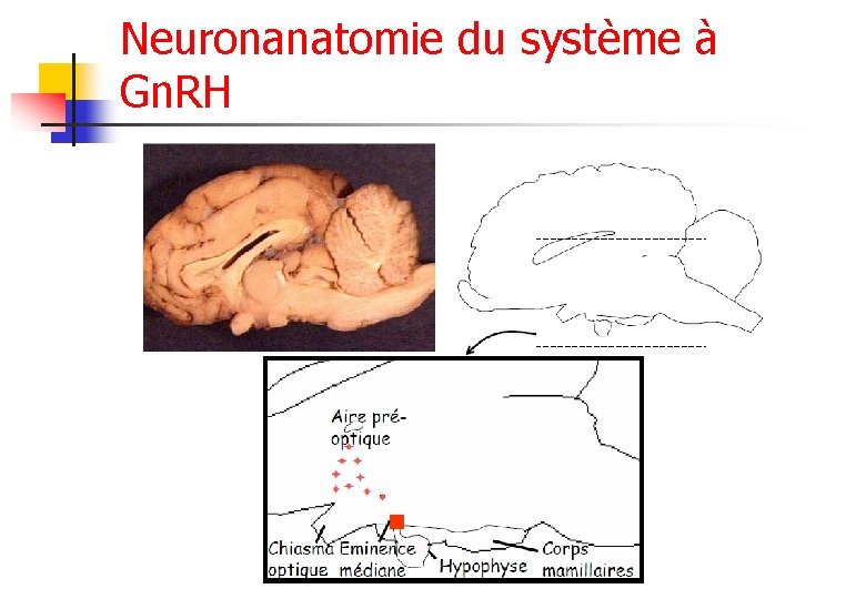 Neuronanatomie du système à Gn. RH 