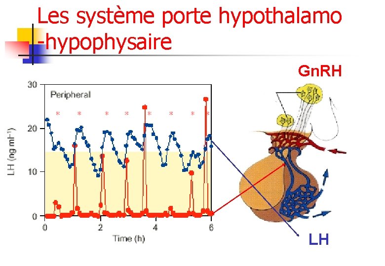 Les système porte hypothalamo -hypophysaire Gn. RH LH 