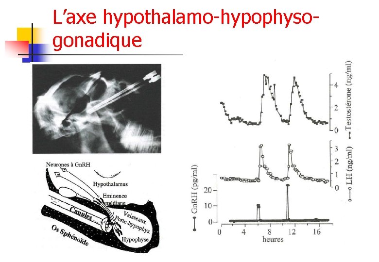 L’axe hypothalamo-hypophysogonadique 
