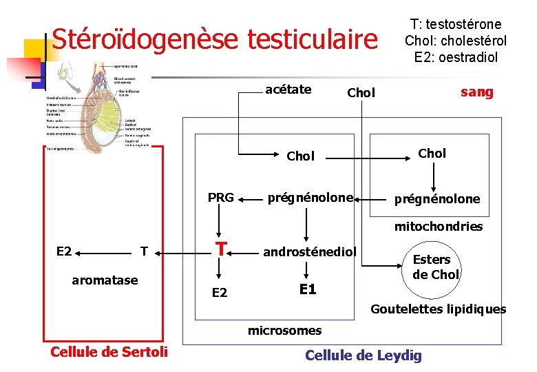 Stéroïdogenèse testiculaire acétate sang Chol PRG T: testostérone Chol: cholestérol E 2: oestradiol prégnénolone