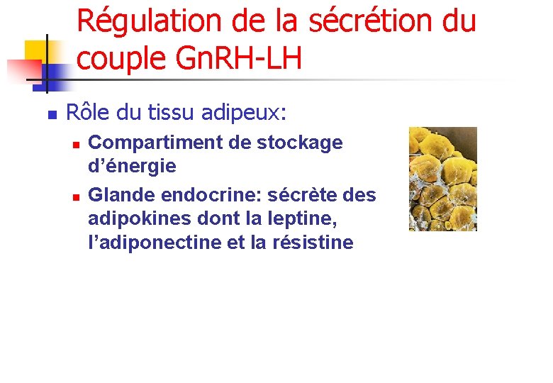 Régulation de la sécrétion du couple Gn. RH-LH n Rôle du tissu adipeux: n