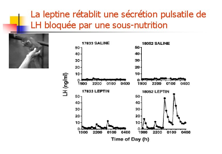 La leptine rétablit une sécrétion pulsatile de LH bloquée par une sous-nutrition 