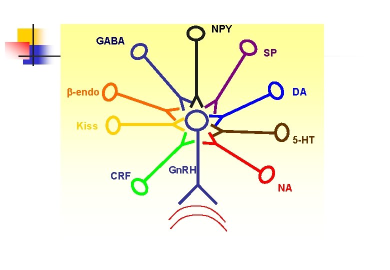 NPY GABA SP -endo DA Kiss 5 -HT CRF Gn. RH NA 