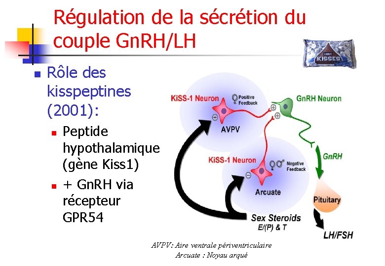 Régulation de la sécrétion du couple Gn. RH/LH n Rôle des kisspeptines (2001): n