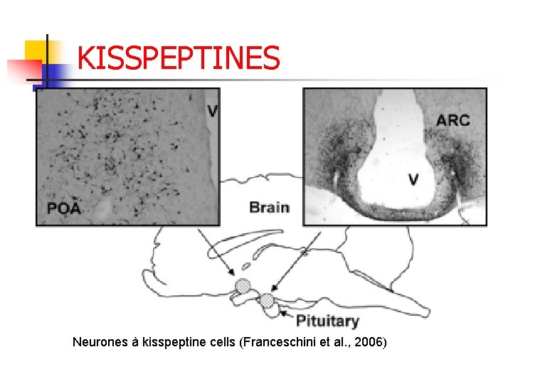 KISSPEPTINES Neurones à kisspeptine cells (Franceschini et al. , 2006) 
