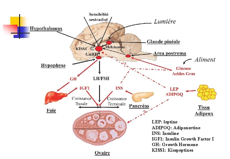 LEP: leptine ADIPOQ: Adiponectine INS: Insuline IGF 1: Insulin Growth Factor I GH: Growth