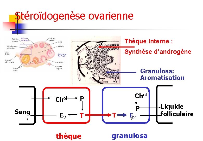 Stéroïdogenèse ovarienne Thèque interne : Synthèse d’androgène Granulosa: Aromatisation Chol Sang E 2 Chol