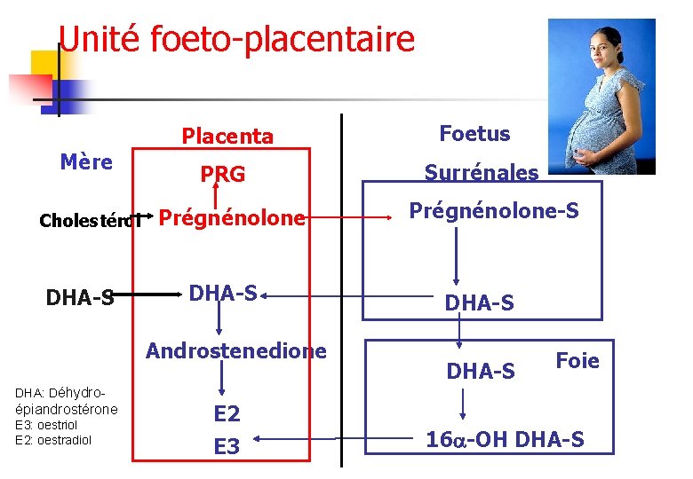 Unité foeto-placentaire Placenta Mère Cholestérol DHA-S PRG Prégnénolone DHA-S Androstenedione DHA: Déhydro- épiandrostérone E