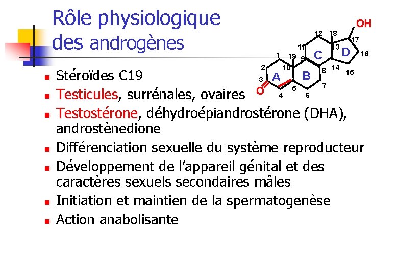 Rôle physiologique des androgènes 12 18 11 1 2 n n n n OH