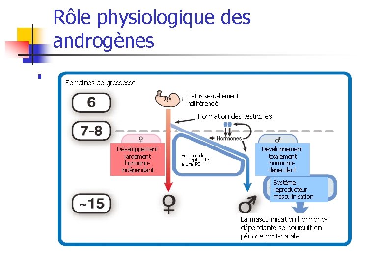 Rôle physiologique des androgènes n Différenciation sexuelle du système reproducteur Semaines de grossesse Fœtus