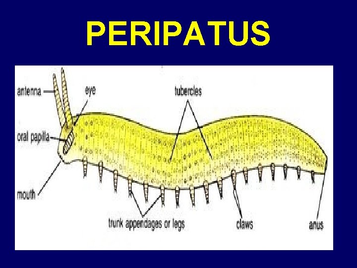 PERIPATUS 