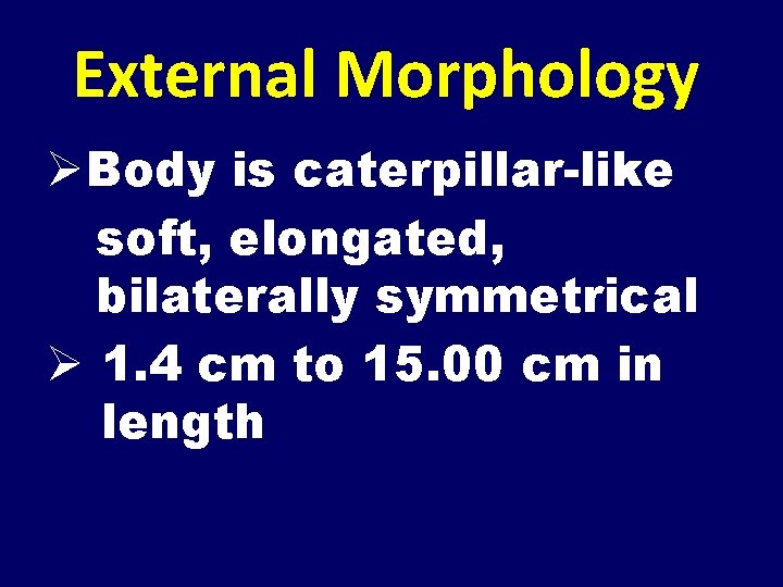 External Morphology ØBody is caterpillar-like soft, elongated, bilaterally symmetrical Ø 1. 4 cm to