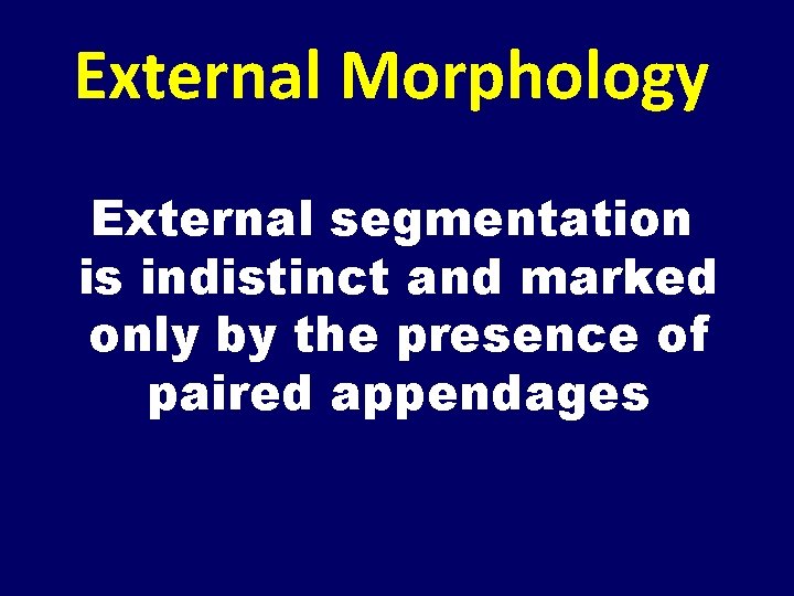 External Morphology External segmentation is indistinct and marked only by the presence of paired