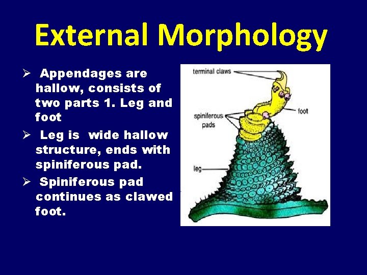 External Morphology Ø Appendages are hallow, consists of two parts 1. Leg and foot