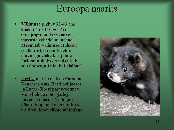 Euroopa naarits • Välimus: pikkus 32 -43 cm, kaalub 450 -1100 g. Ta on