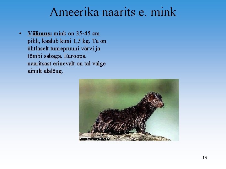 Ameerika naarits e. mink • Välimus: mink on 35 -45 cm pikk, kaalub kuni