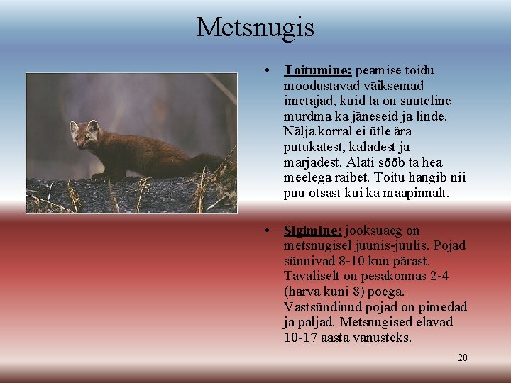 Metsnugis • Toitumine: peamise toidu moodustavad väiksemad imetajad, kuid ta on suuteline murdma ka