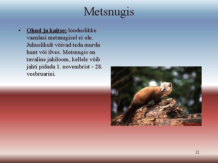 Metsnugis • Ohud ja kaitse: looduslikke vaenlasi metsnugisel ei ole. Juhuslikult võivad teda murda