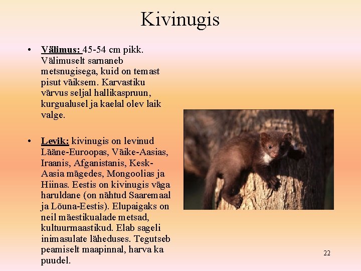 Kivinugis • Välimus: 45 -54 cm pikk. Välimuselt sarnaneb metsnugisega, kuid on temast pisut