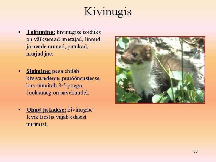 Kivinugis • Toitumine: kivinugise toiduks on väiksemad imetajad, linnud ja nende munad, putukad, marjad