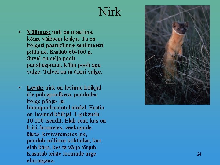 Nirk • Välimus: nirk on maailma kõige väiksem kiskja. Ta on kõigest paarikümne sentimeetri