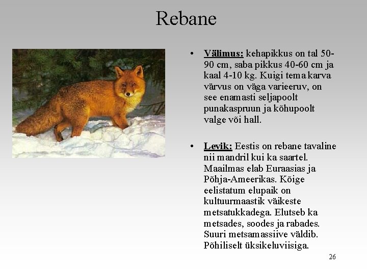 Rebane • Välimus: kehapikkus on tal 5090 cm, saba pikkus 40 -60 cm ja