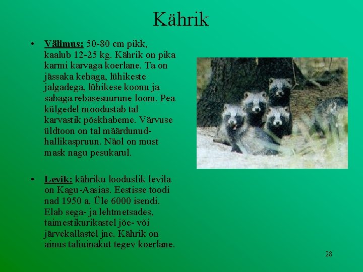 Kährik • Välimus: 50 -80 cm pikk, kaalub 12 -25 kg. Kährik on pika