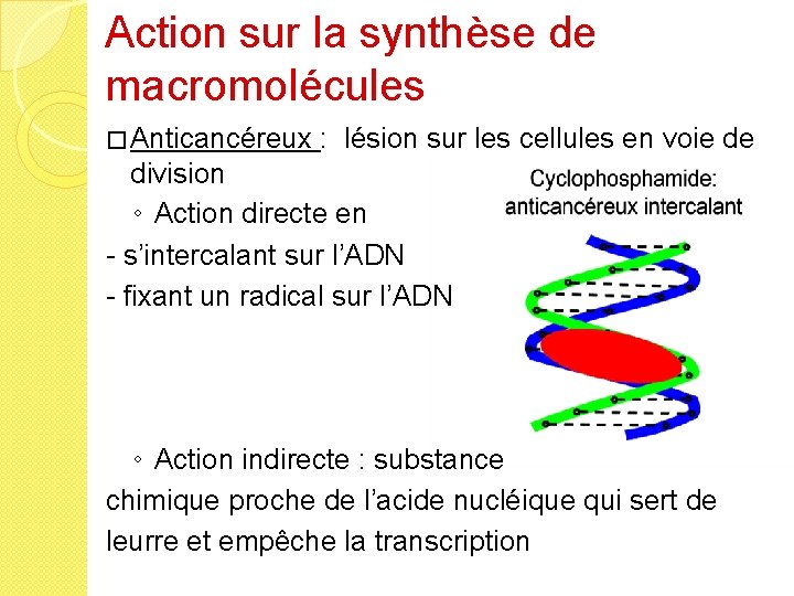 Action sur la synthèse de macromolécules � Anticancéreux : lésion sur les cellules en