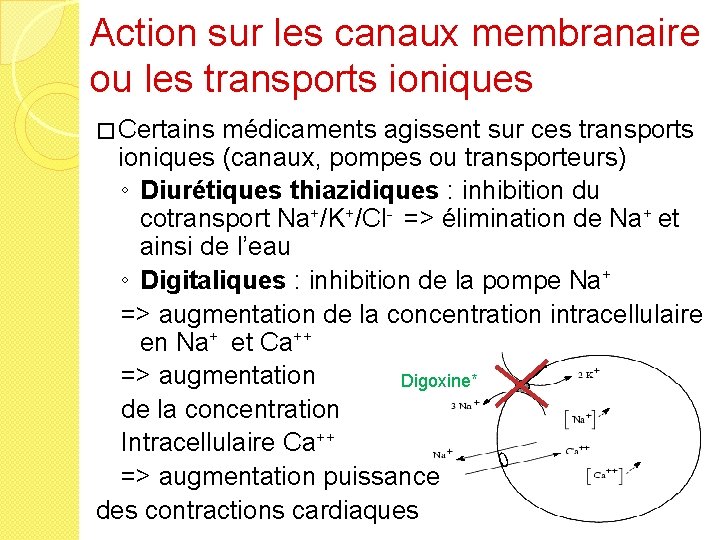 Action sur les canaux membranaire ou les transports ioniques � Certains médicaments agissent sur