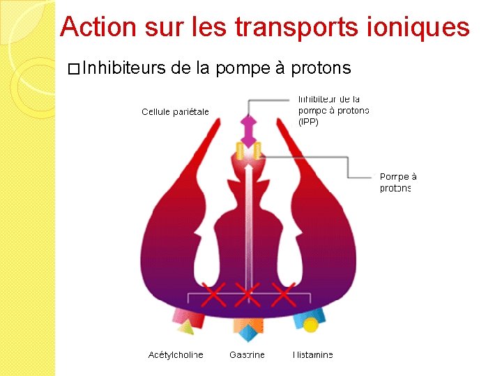 Action sur les transports ioniques � Inhibiteurs de la pompe à protons 
