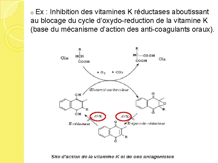 o Ex : Inhibition des vitamines K réductases aboutissant au blocage du cycle d’oxydo-reduction