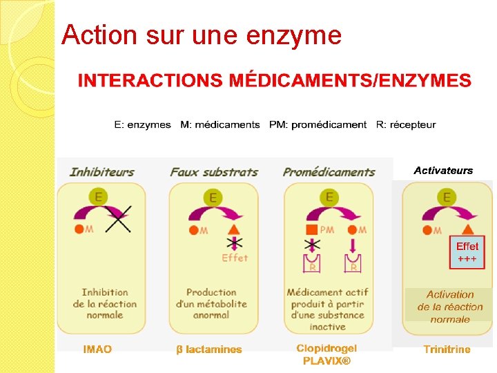 Action sur une enzyme 