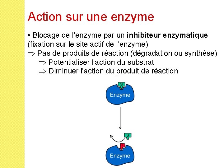 Action sur une enzyme • Blocage de l’enzyme par un inhibiteur enzymatique (fixation sur