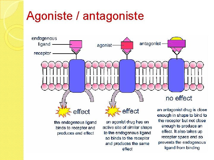 Agoniste / antagoniste 