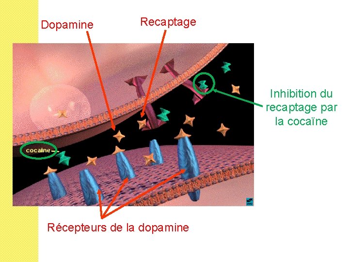 Dopamine Recaptage Inhibition du recaptage par la cocaïne Récepteurs de la dopamine 