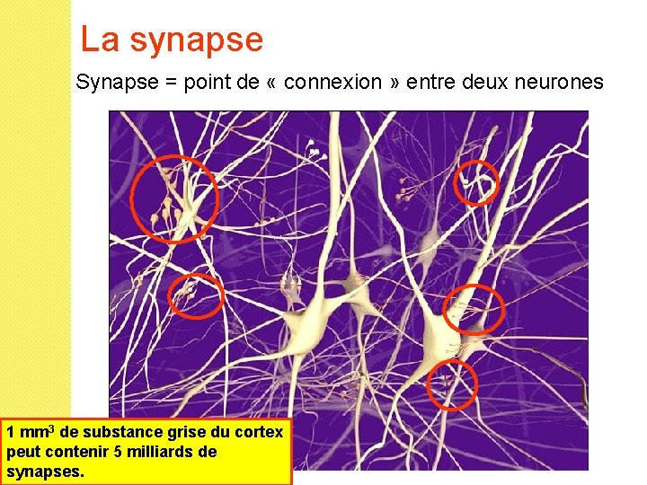 La synapse Synapse = point de « connexion » entre deux neurones 1 mm