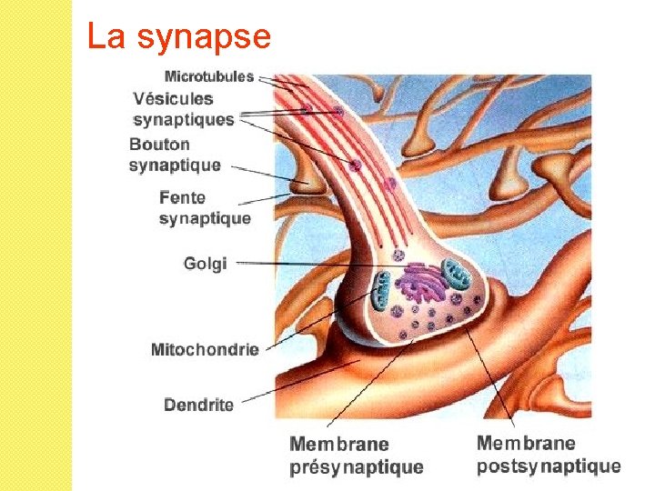 La synapse 