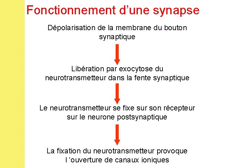 Fonctionnement d’une synapse Dépolarisation de la membrane du bouton synaptique Libération par exocytose du