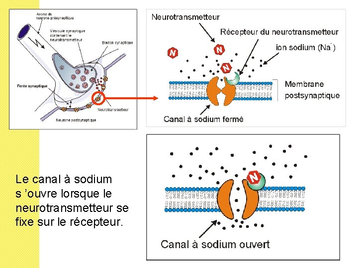 Le canal à sodium s ’ouvre lorsque le neurotransmetteur se fixe sur le récepteur.