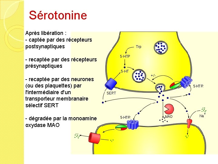 Sérotonine Après libération : - captée par des récepteurs postsynaptiques - recaptée par des