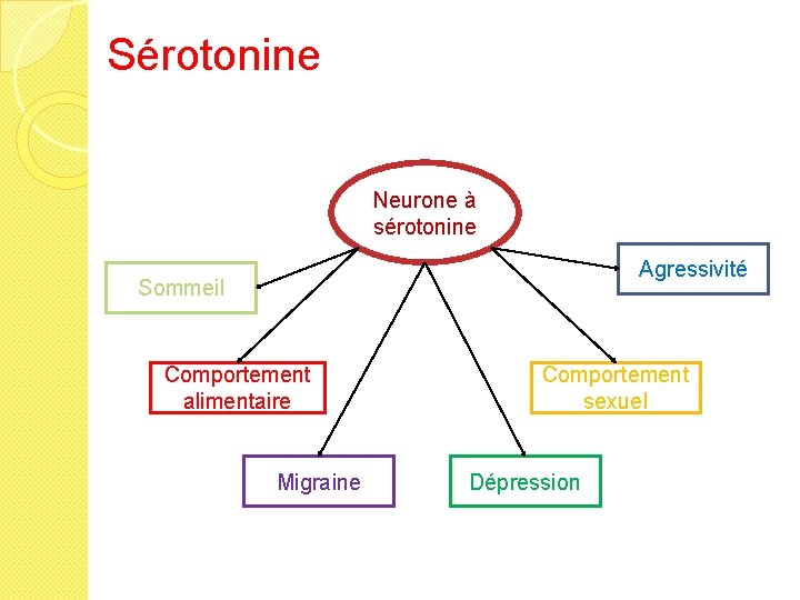 Sérotonine Neurone à sérotonine Agressivité Sommeil Comportement alimentaire Migraine Comportement sexuel Dépression 