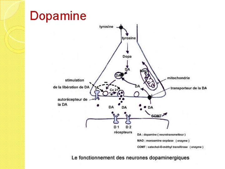 Dopamine 