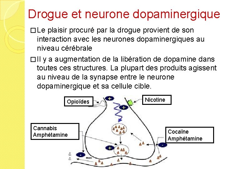 Drogue et neurone dopaminergique � Le plaisir procuré par la drogue provient de son