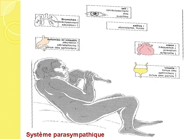 Système parasympathique 