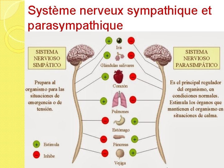 Système nerveux sympathique et parasympathique 