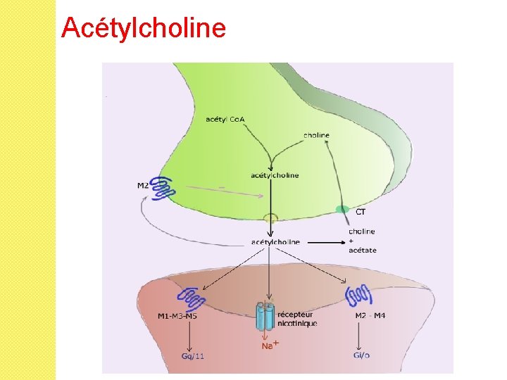Acétylcholine 