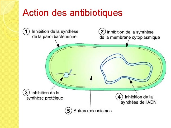 Action des antibiotiques 